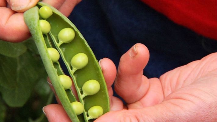 Aquí la Tierra - Unos guisantes que son perlas