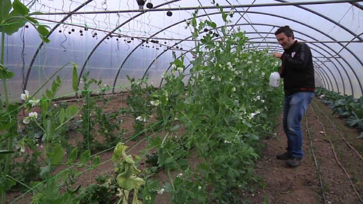 Aquí la Tierra - El insecticida casero