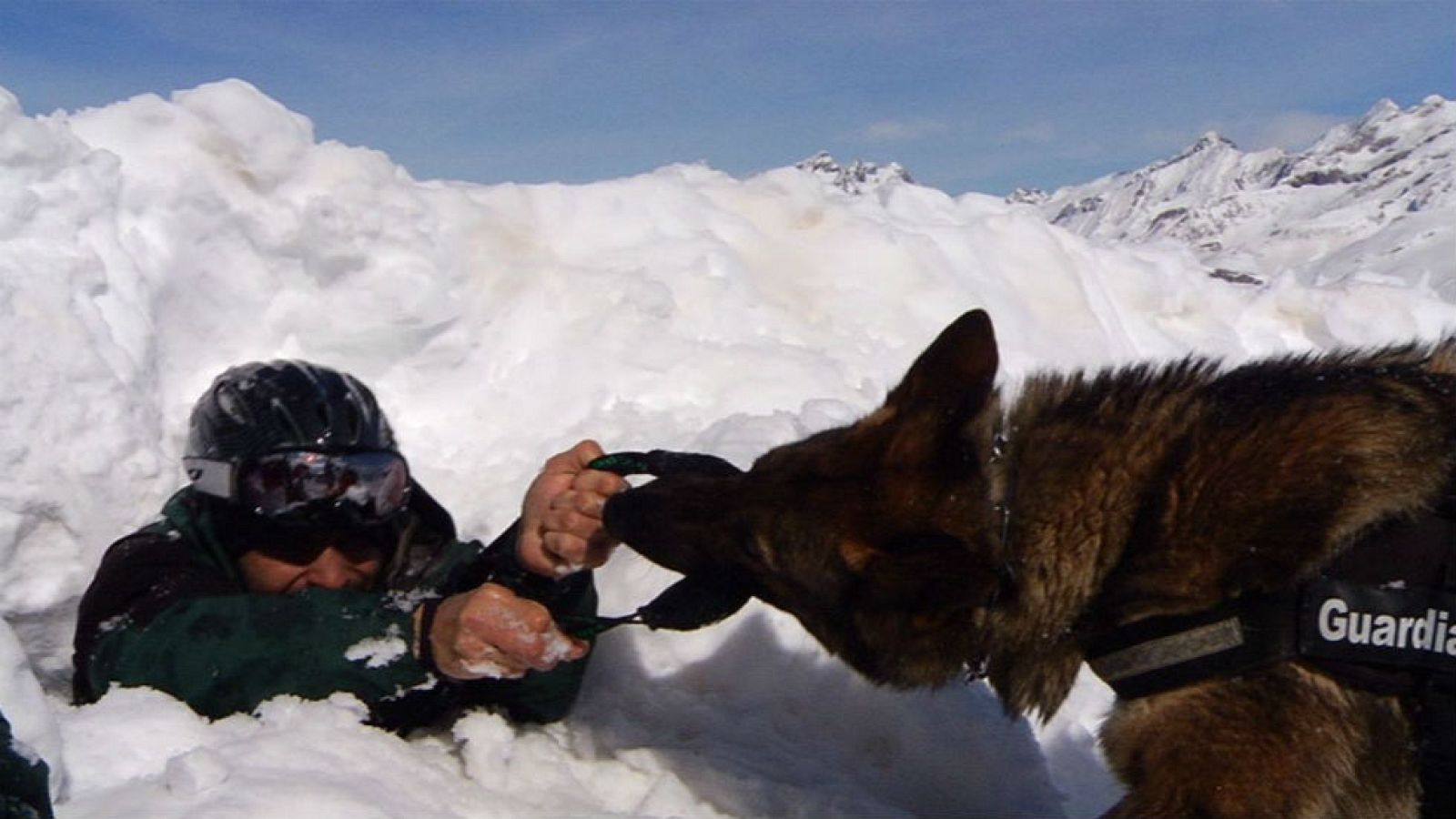 Así actúan los perros de rescate