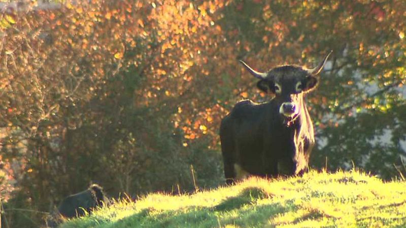 El escarabajo verde - A paso de vaca (1) - ver ahora