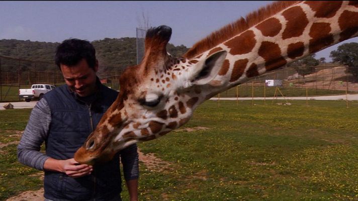 Aquí la Tierra - Lo que no sabías de las jirafas