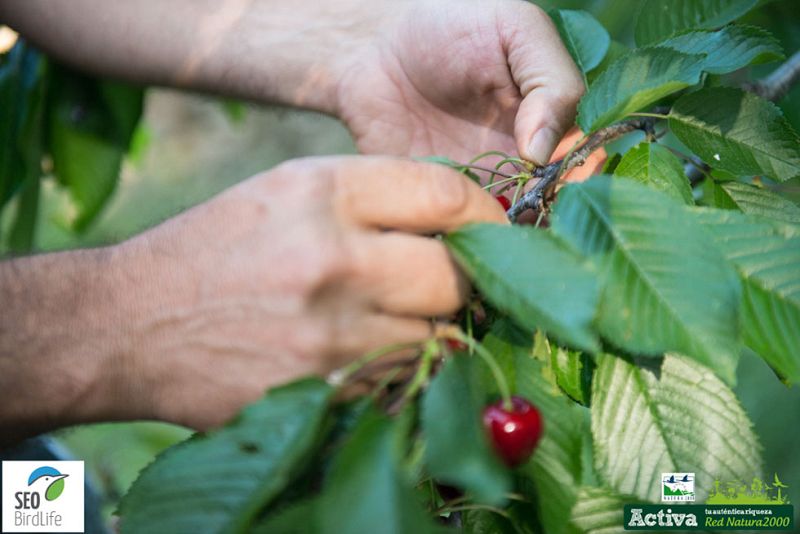 Red Natura 2000 - El Rincón de los cerezos