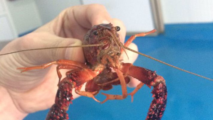 España Directo - Cerco al cangrejo rojo en Sevilla