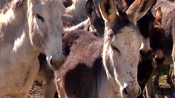 España Directo - Un refugio para burros