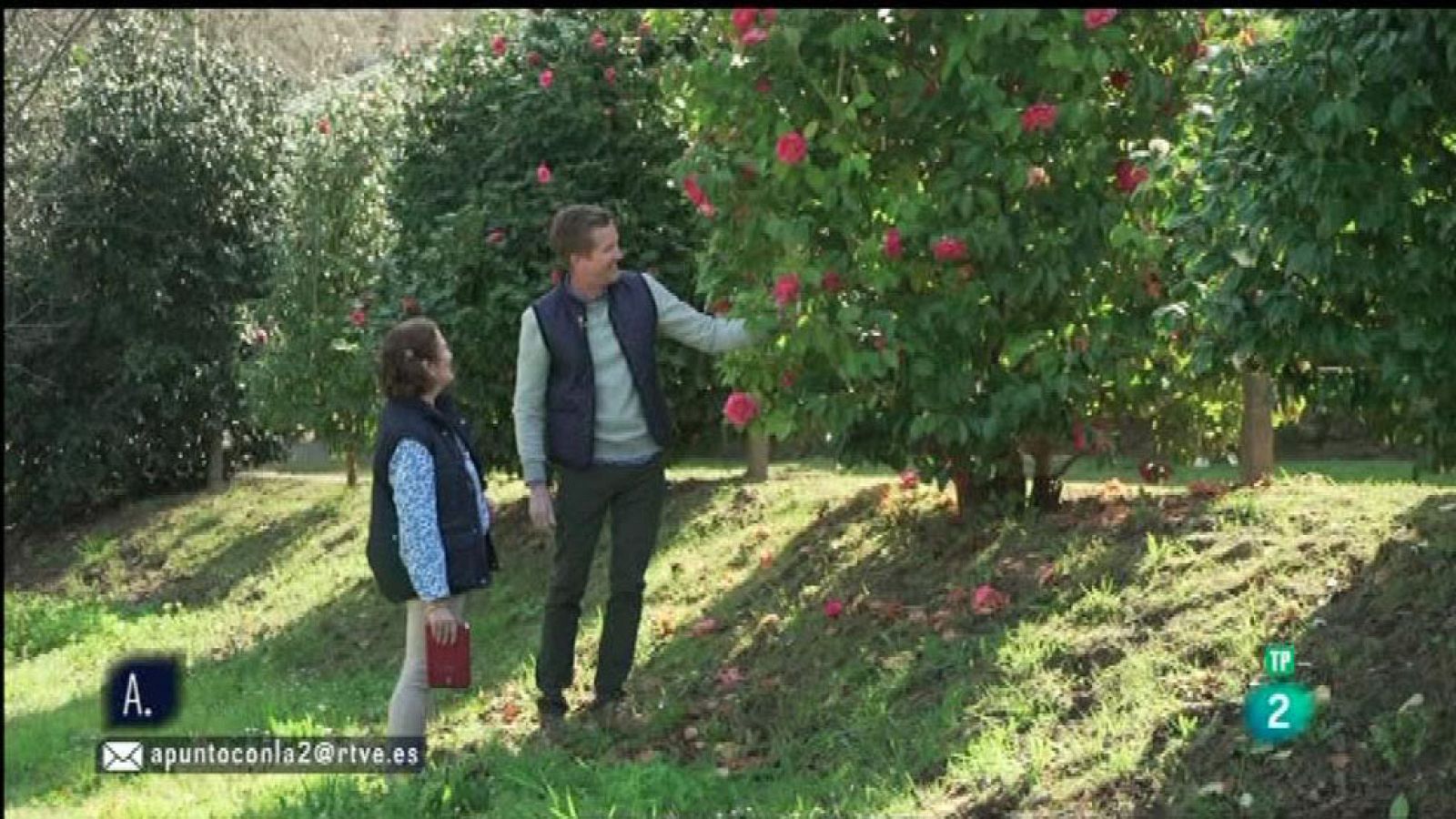 A punto con La 2 - Flores - Las camelias
