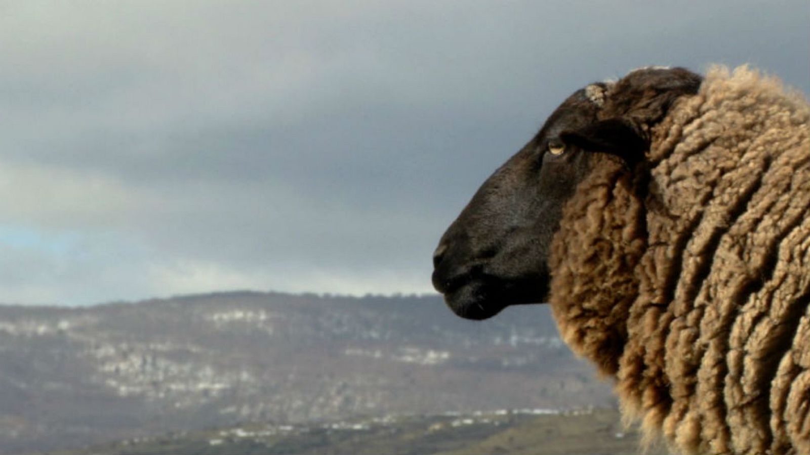 La ganadera feliz y sus ovejas chamaritas