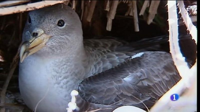 El virot, en perill d'extinció