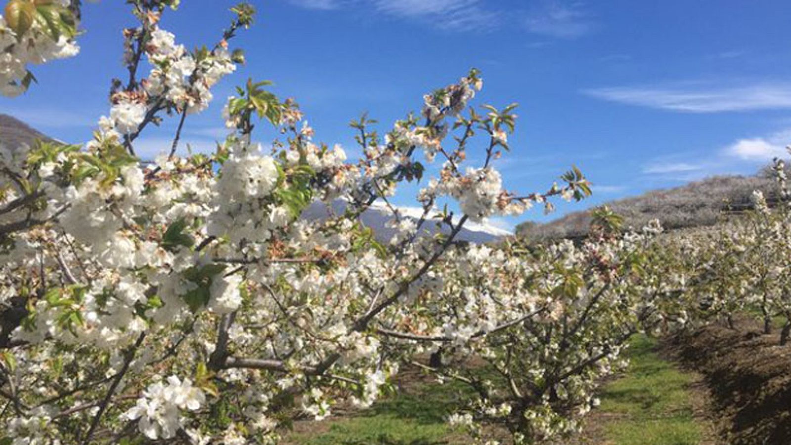 El Valle del Jerte luce todo su esplendor