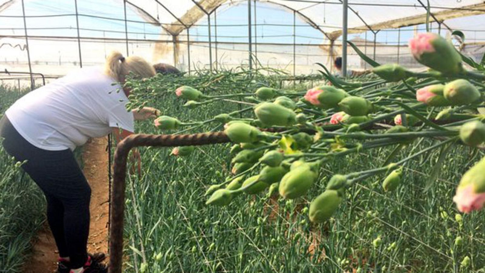 Chipiona, el paraíso de las flores