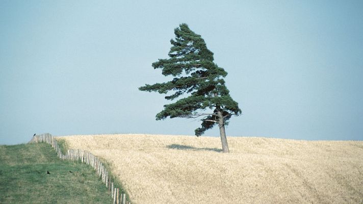 El tiempo - Viento fuerte en Canarias, Baleares, Girona y valle del Ebro