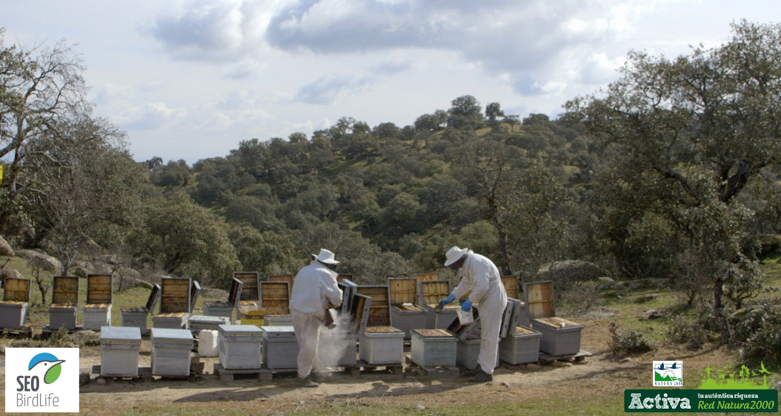Red Natura 2000 - Apicultores en la Sierra de Andújar - Avance