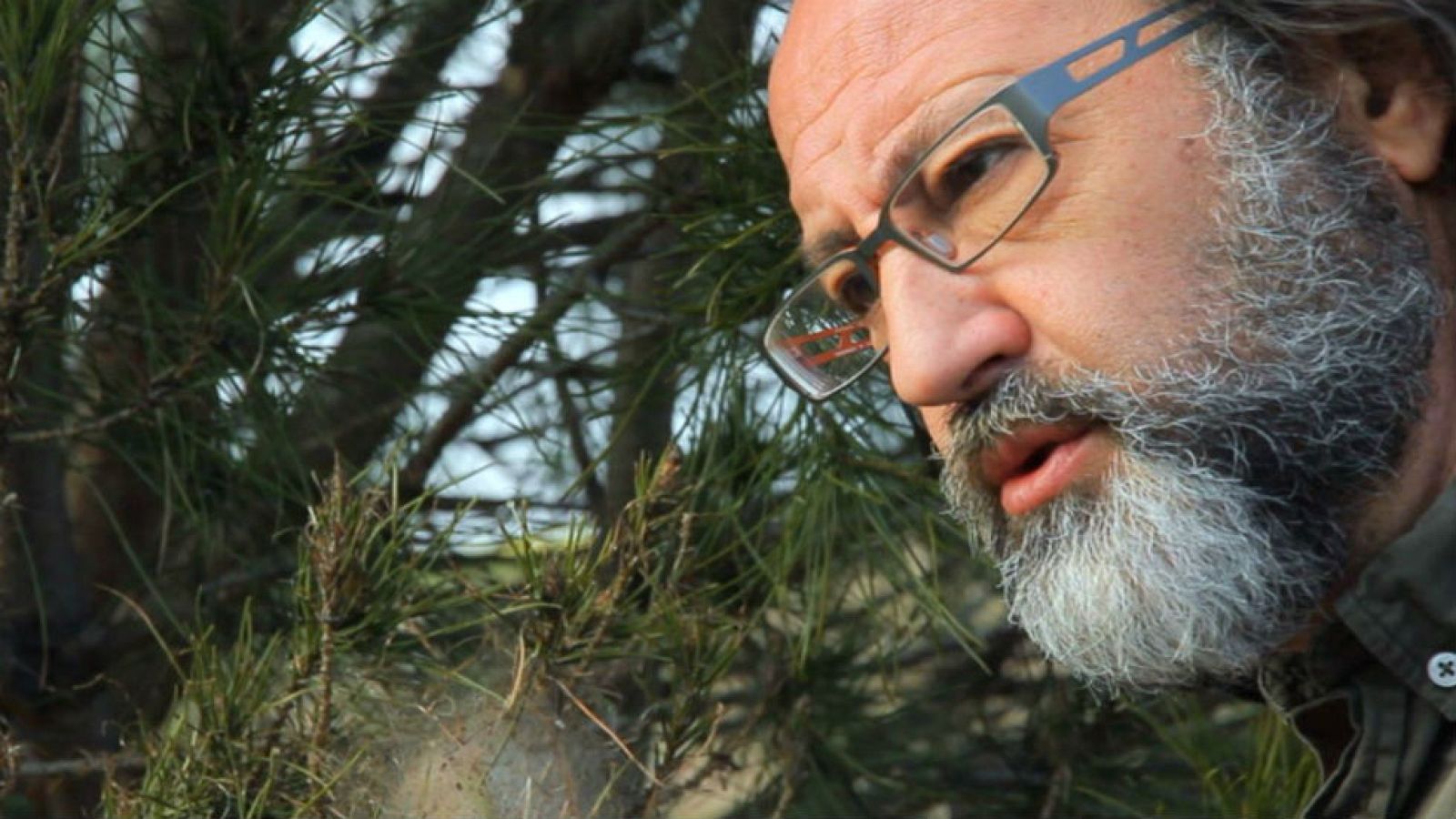 La leyenda de la procesionaria