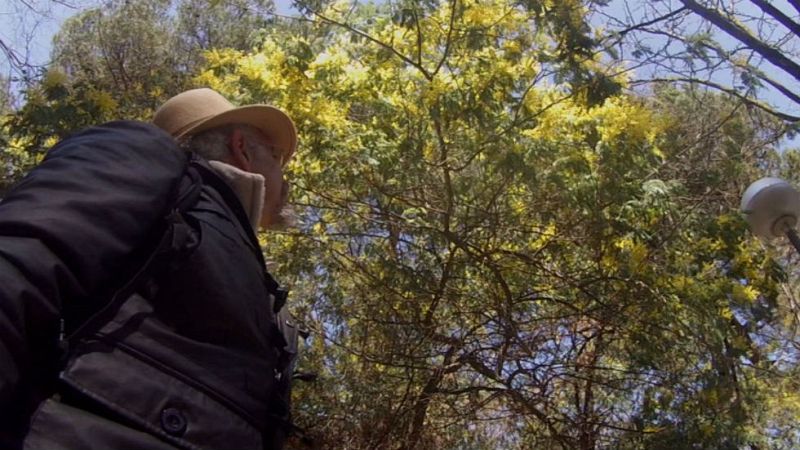 Aquí la tierra - Juan Plantas y su amor por el eucalipto