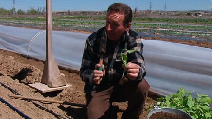 Aquí la Tierra - Así se planta el calabacín