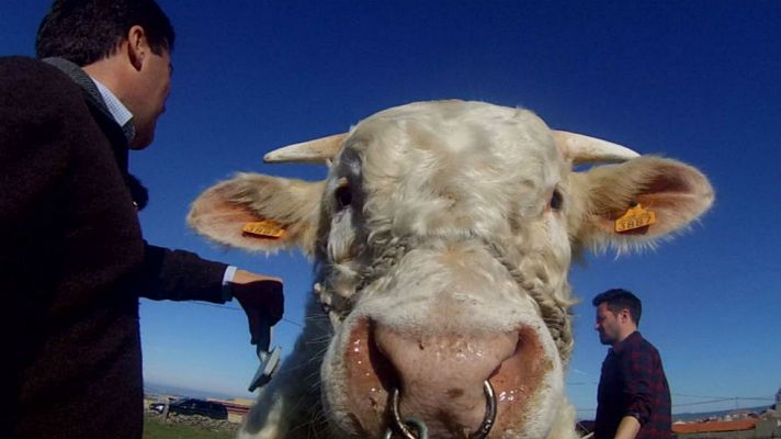 Aquí la Tierra - Un toro de pasarela