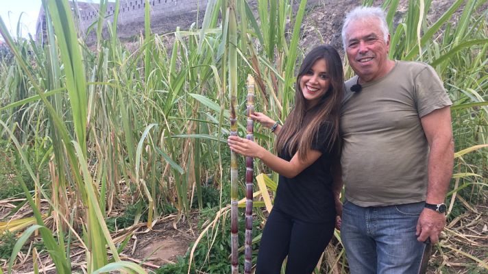 Aquí la Tierra - Caña de azúcar, dulce corazón
