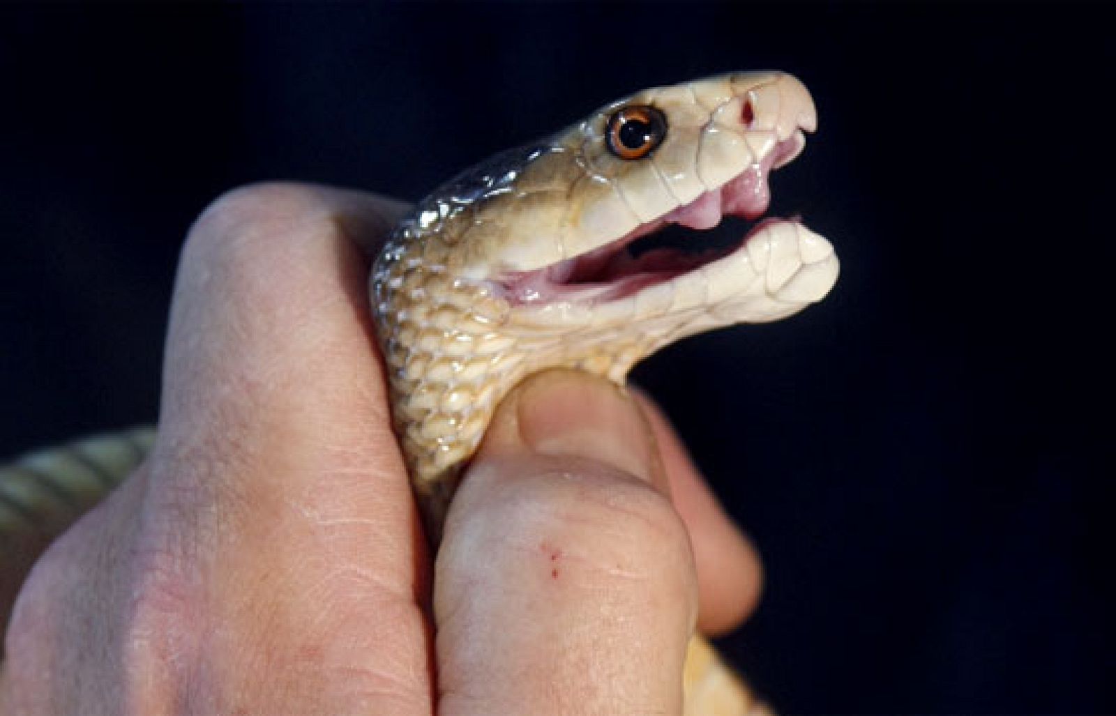 tres14 - Venenos que curan - tres14 | Ver