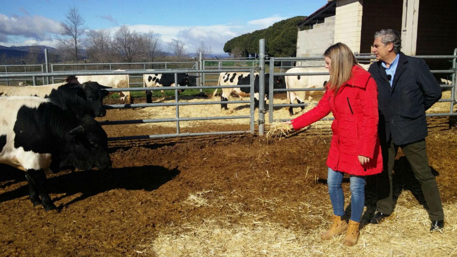 Unas vacas muy tecnológicas