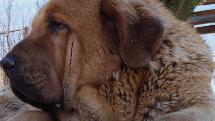 Aquí la Tierra - Mastín, animal admirable