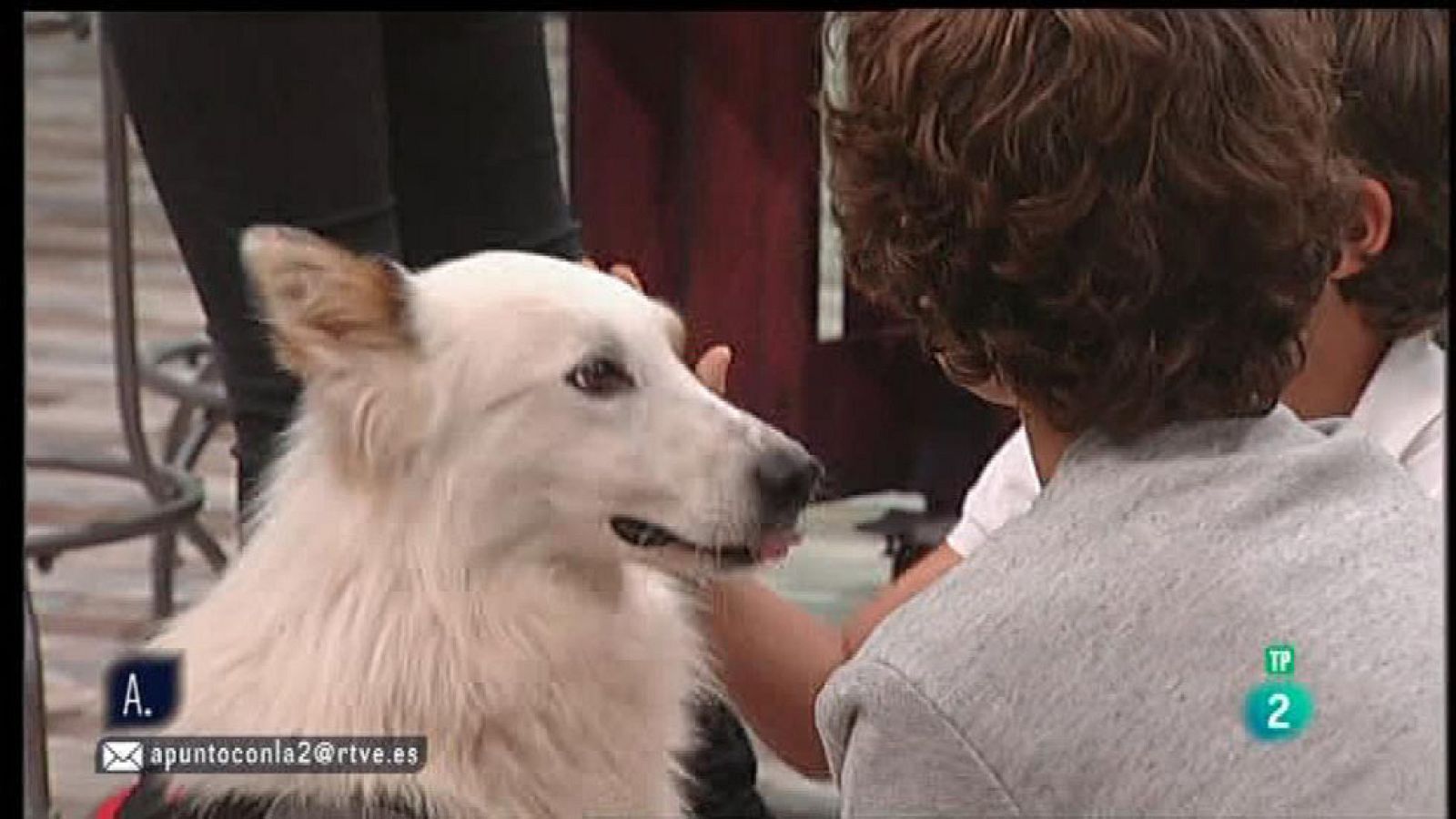 A punto con La 2 - Animales en casa - Niños pequeños con perros en casa