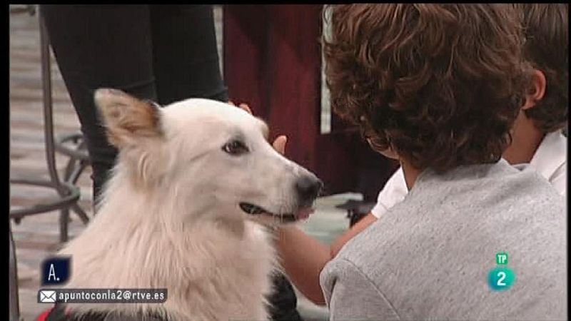 A punto con La 2 - Animales en casa - Ni�os peque�os con perros en casa