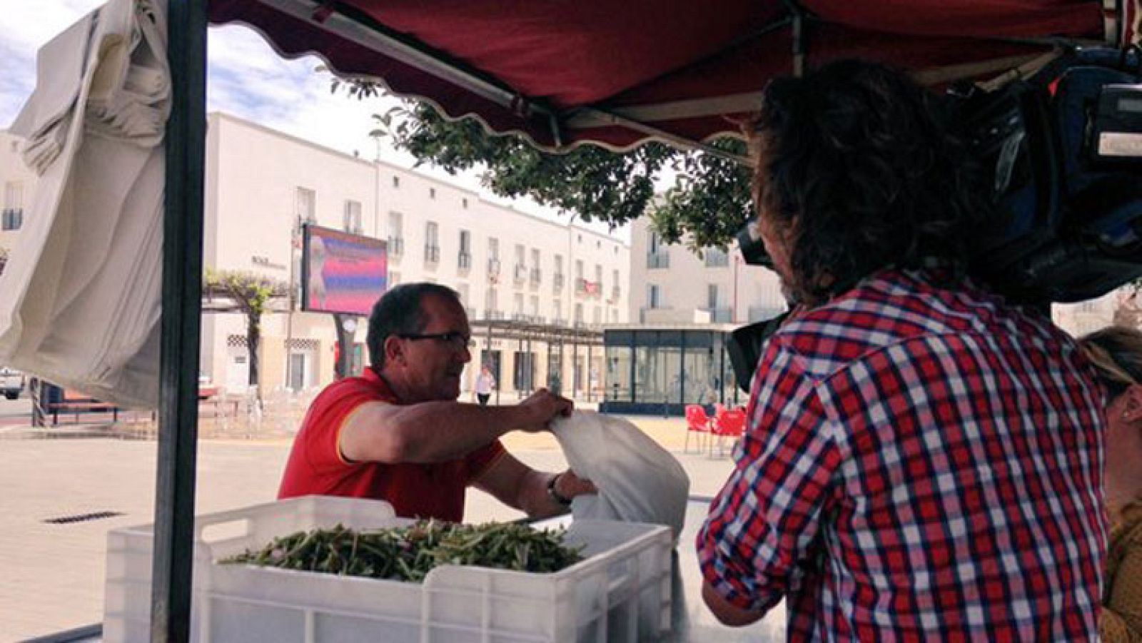 ¿Qué son las tagarninas?