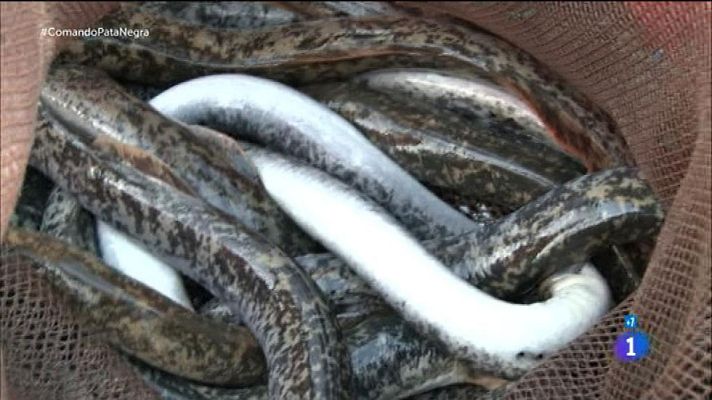 Comando Actualidad - La lamprea