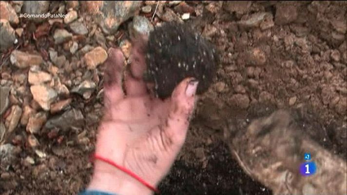 Comando Actualidad - La trufa