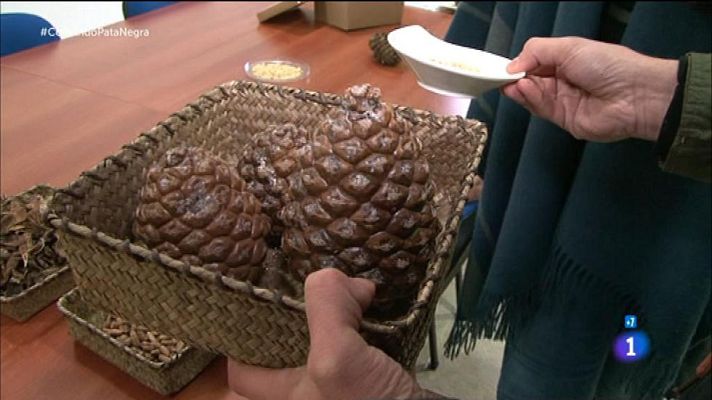 Comando Actualidad - El piñón, la pata negra del bosque