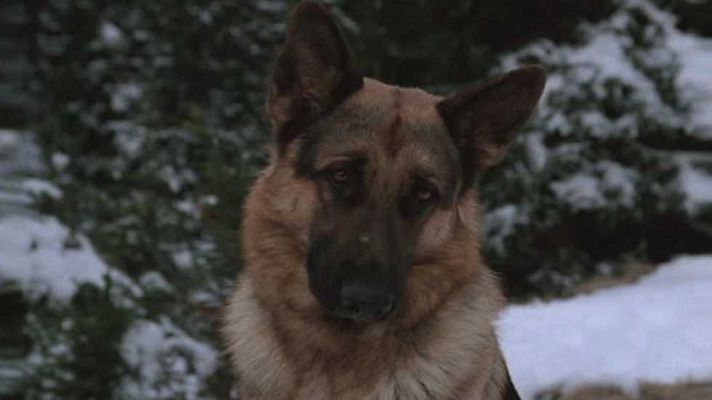 Cine internacional - La aventura de Tim y Buck