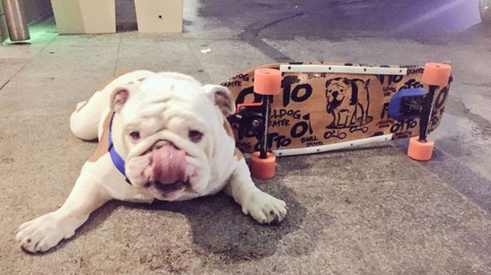 España Directo - Otto, el perro patinador