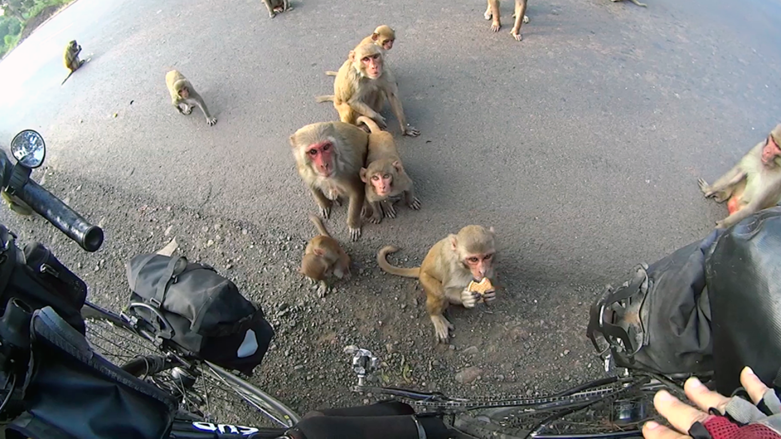 Ciclistas, monos y otras especies compartiendo asfalto