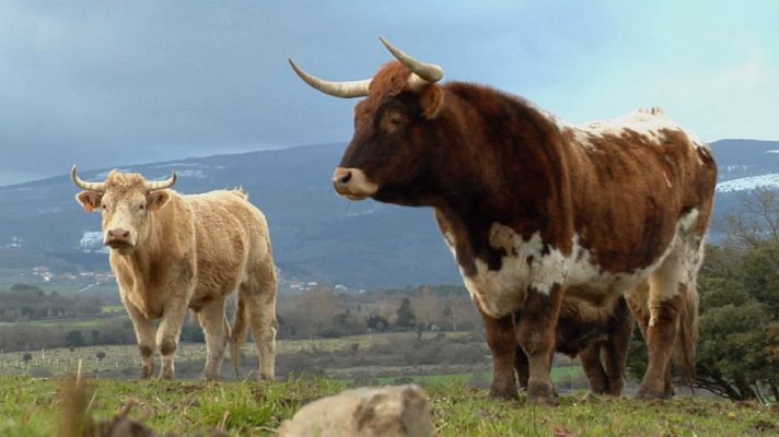 Aquí la Tierra - ¿Qué es un buey ecológico?