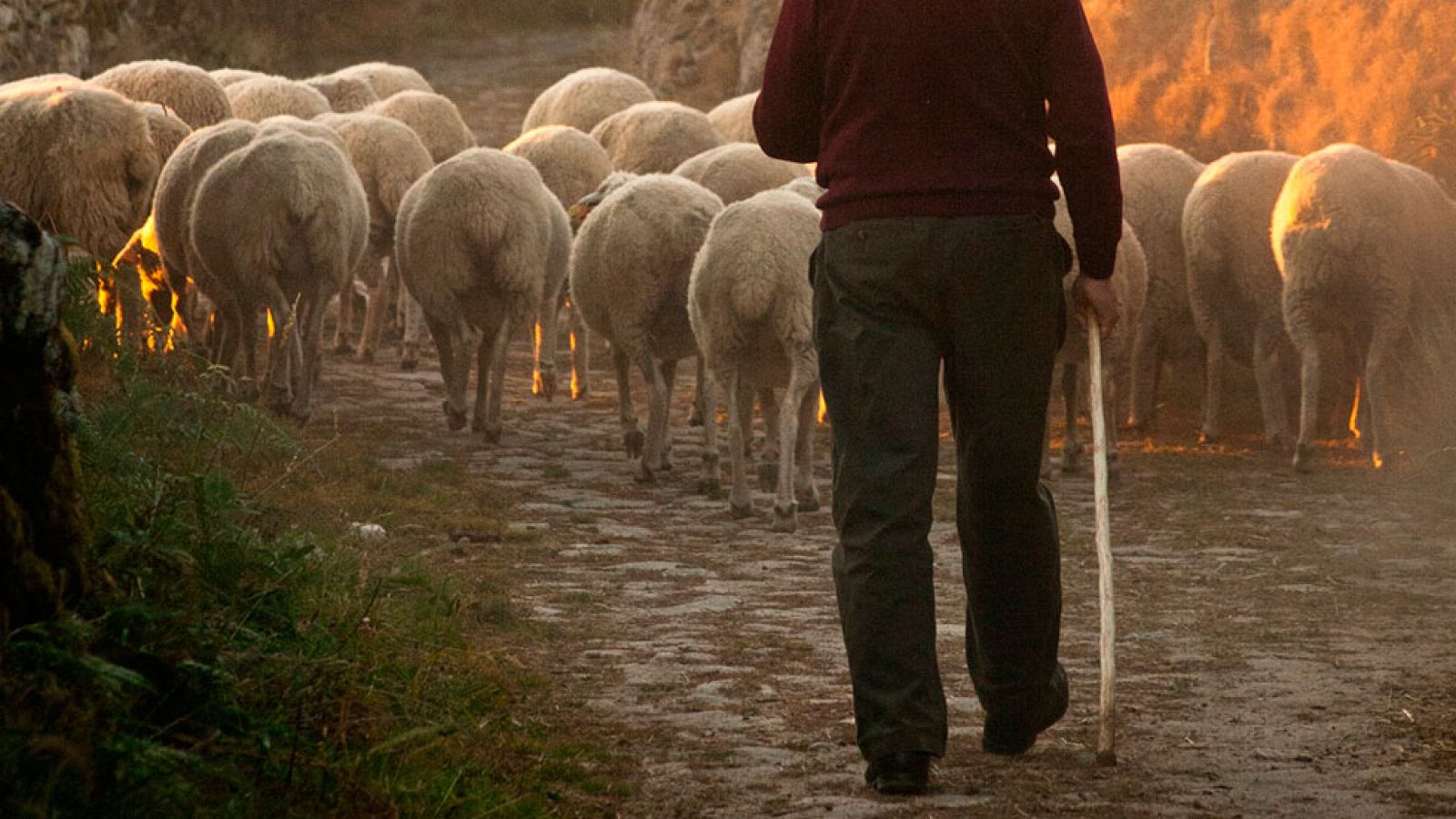 Adrián, el pastor poeta