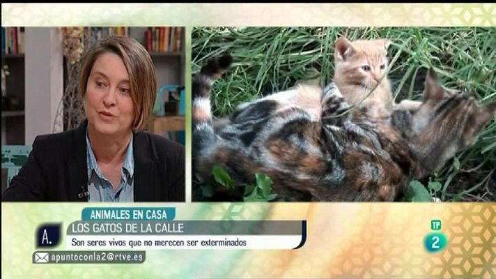 A punto con La 2 - Los gatos callejeros