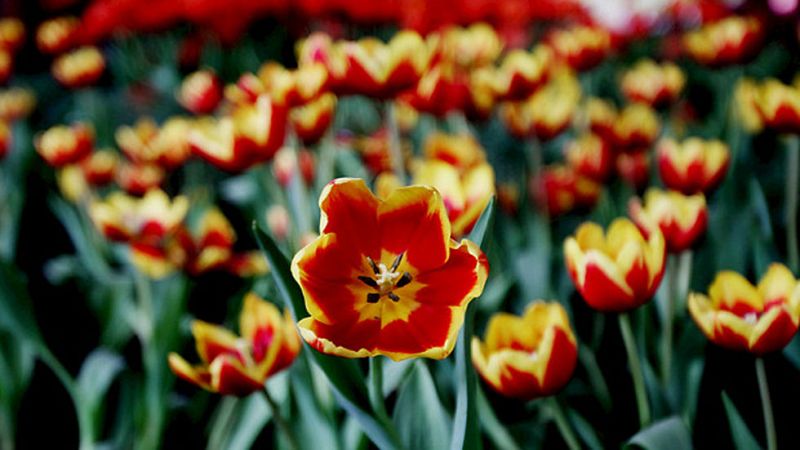 Temperaturas en aumento en ambas mesetas, área mediterránea y Baleares