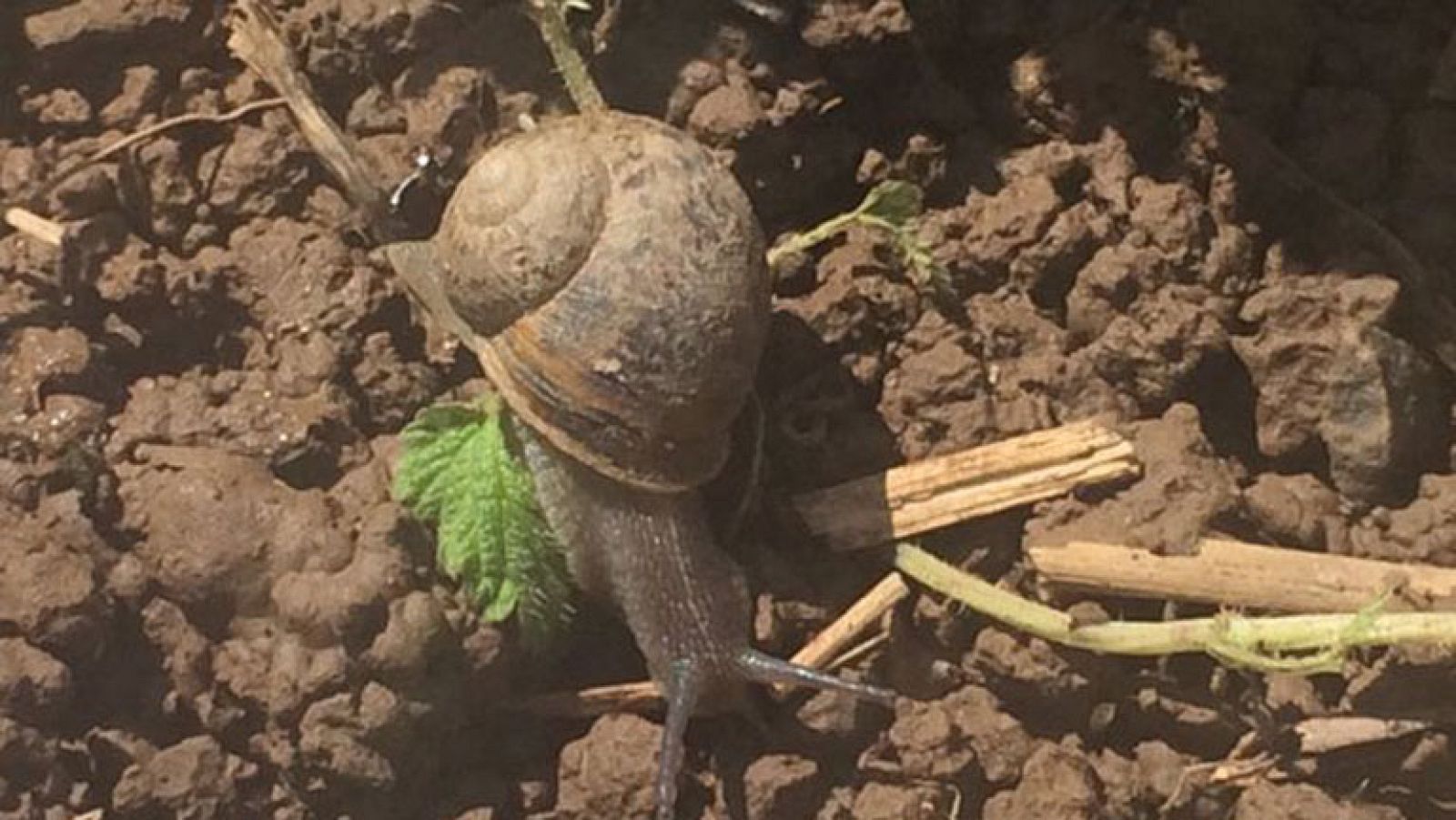 En abril ¡caracoles mil!