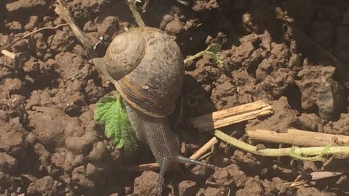 España Directo - En abril ¡caracoles mil!