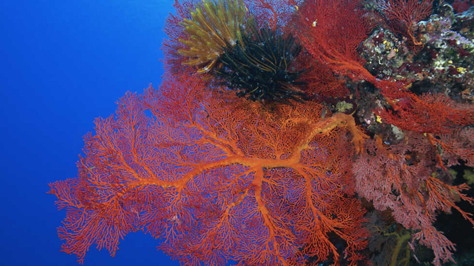 Grandes documentales - La vida en el arrecife (3) - ver ahora