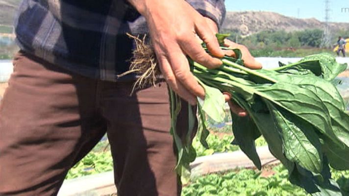 Aquí la Tierra - Llegó la hora de recoger las espinacas