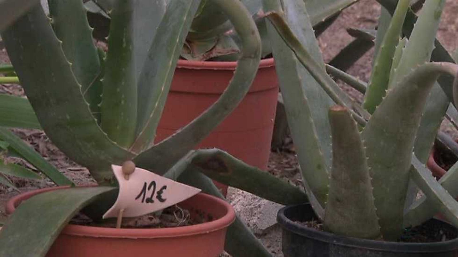 El escarabajo verde - Paisaje sin retorno - ver ahora