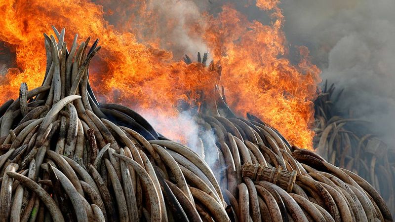 Kenia lucha contra la caza furtiva y el mercado negro del marfil