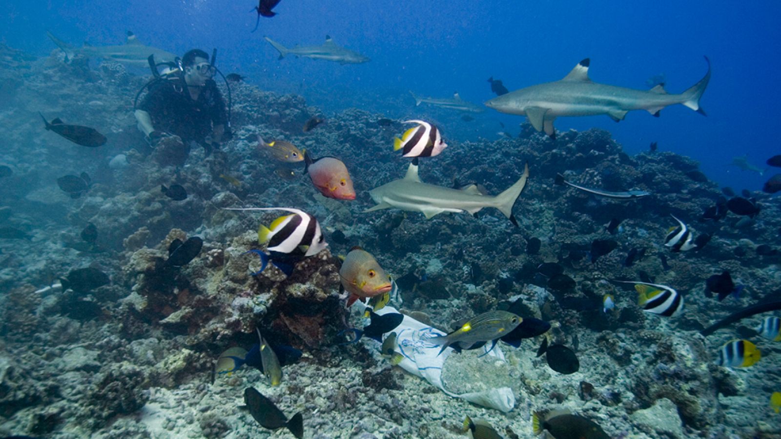 Grandes documentales - Experimento tiburón al ataque - ver ahora