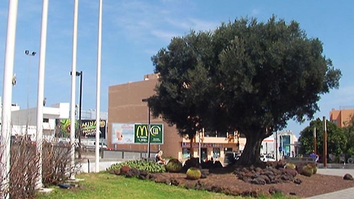 Telediario 1 - La Fundación Félix Rodríguez de la Fuente denuncia el expolio de los olivos milenarios