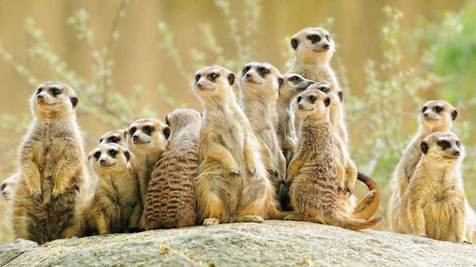 Grandes documentales - Los suricatos 3D - Ver ahora