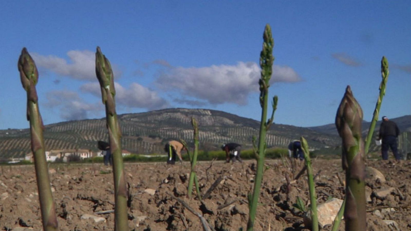 El chanquete de la vega