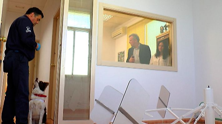 Telediario 1 - Un hospital de Valencia ensaya el diagnóstico del cáncer de próstata con el olfato de los perros