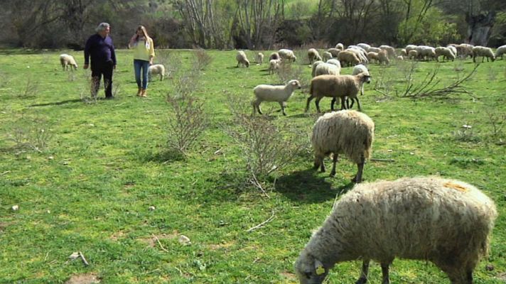 Aquí la Tierra - ¡En Madrid hay ovejas!