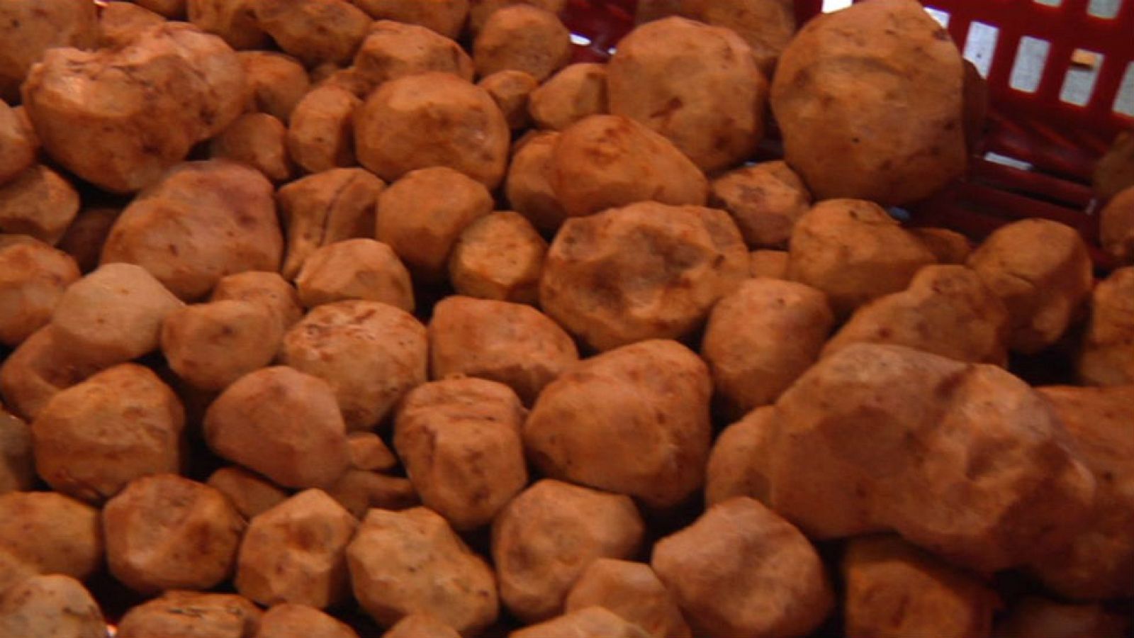 En busca de la trufa extremeña