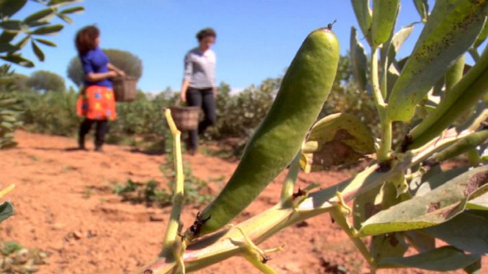 Aquí la Tierra - Habas enzapatás,  sabor de Huelva